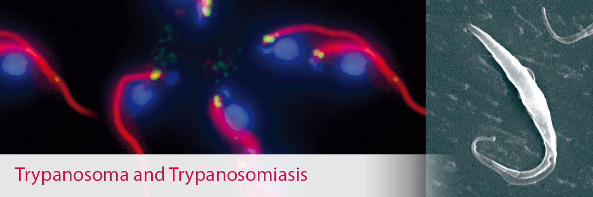 Trypanosoma and Trypanosomiasis